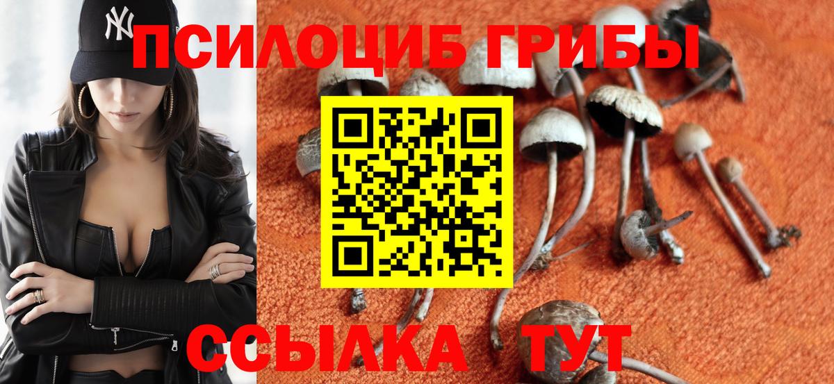 Махачкала  Галлюциногенные грибы Psilocybe  Вход с VPN 